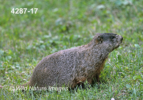 Marmota-monax Woodchuck